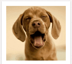 Pinterest afbeelding hond